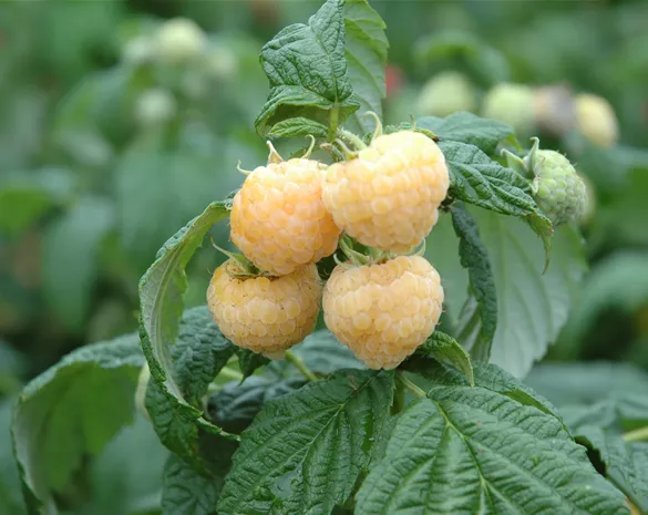 Rubus idaeus 'Golden Queen'
