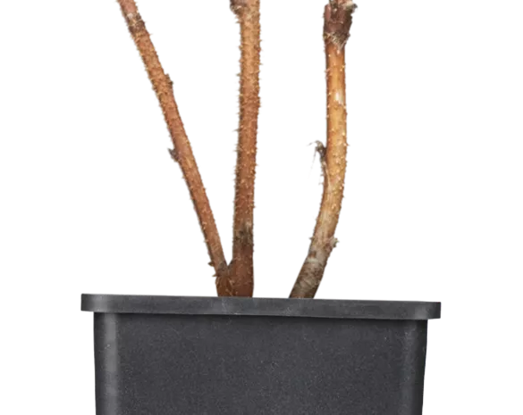 Rubus idaeus 'Heritage'