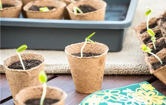 Die 5 besten Tipps für die Anzucht und Erfolg bei der Ernte