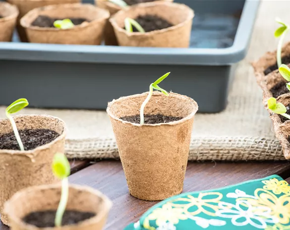 Die 5 besten Tipps für die Anzucht und Erfolg bei der Ernte