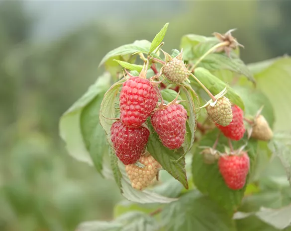 Rubus idaeus 'Schönemann'