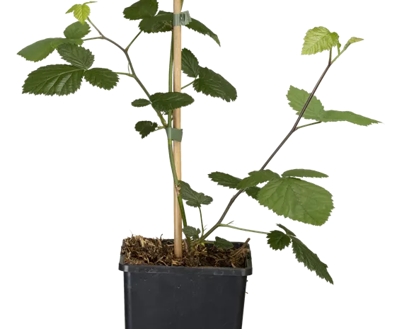 Rubus fruticosus 'Loch Ness' -R-