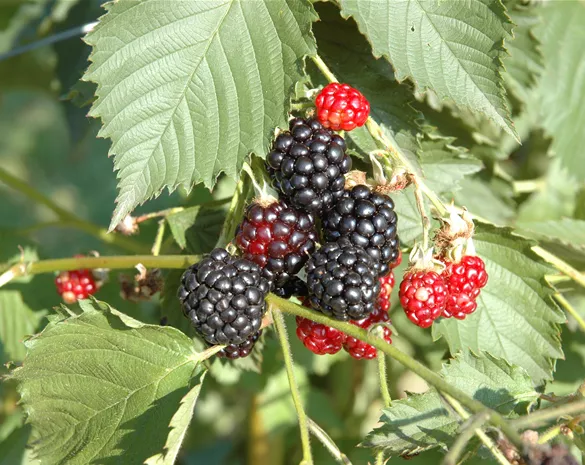 Rubus fruticosus 'Navaho' ®