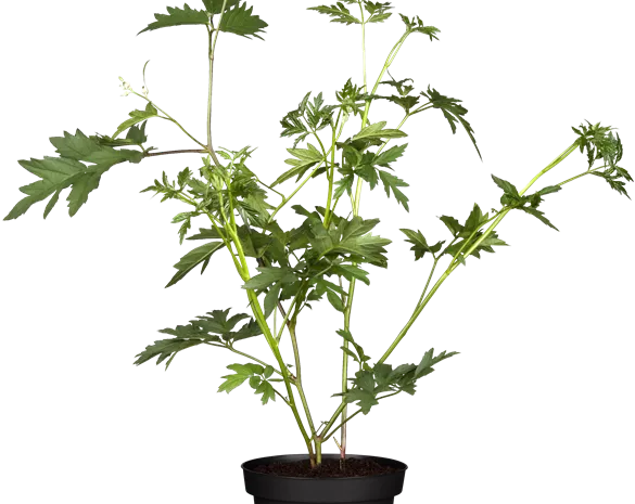 Rubus fruticosus 'Oregon Thornless'