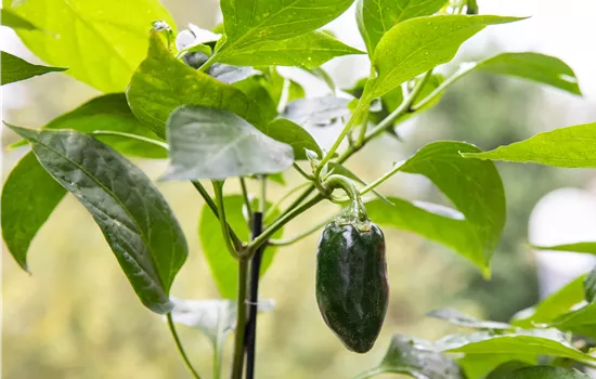 Gemüseanbau auf dem Balkon leicht gemacht