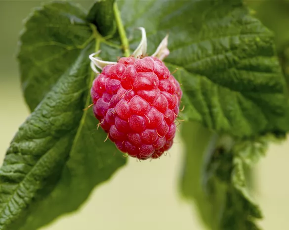 Rubus idaeus Solu rot' -S-