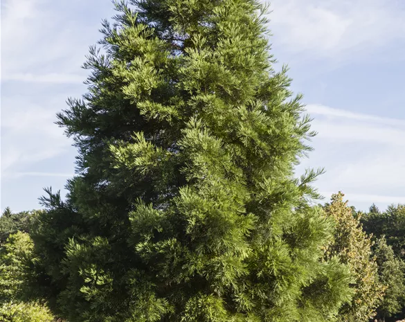 Sequoiadendron giganteum