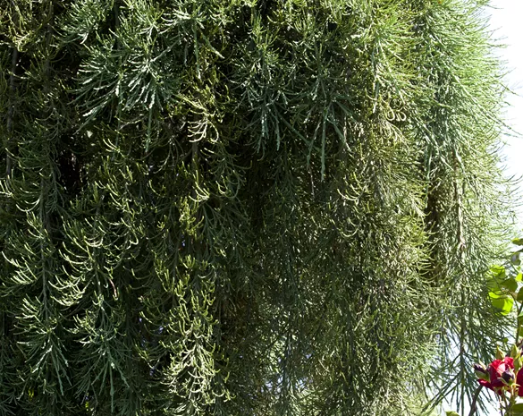 Sequoiadendron giganteum 'Pendulum'