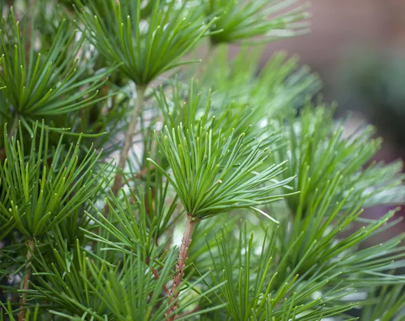 Sciadopitys verticillata