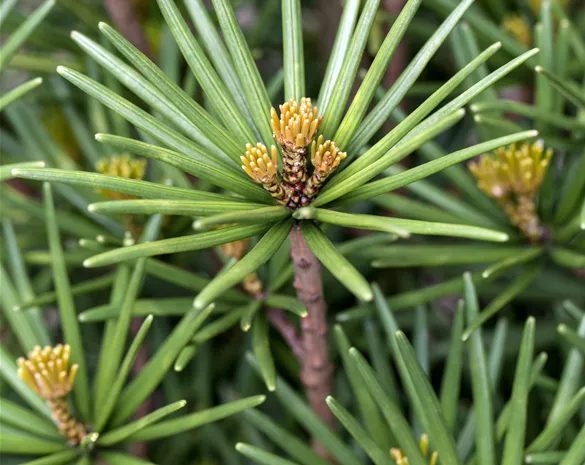 Sciadopitys verticillata 'Beauty Green'
