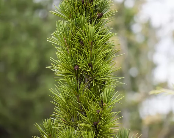 Sciadopitys verticillata 'Green Star'