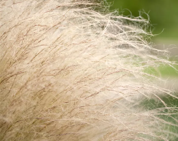 Stipa tenuissima 'Ponytails'