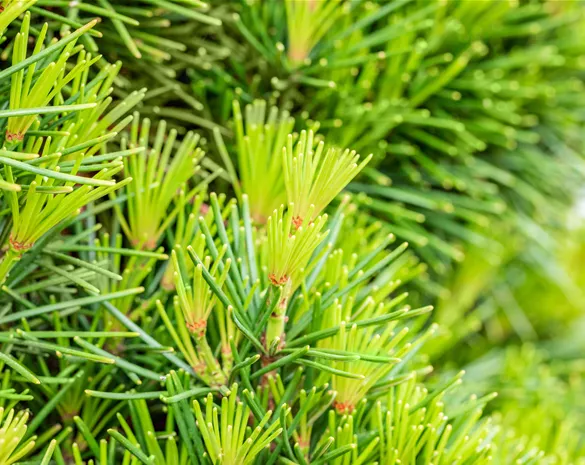 Sciadopitys verticillata 'Piccola'