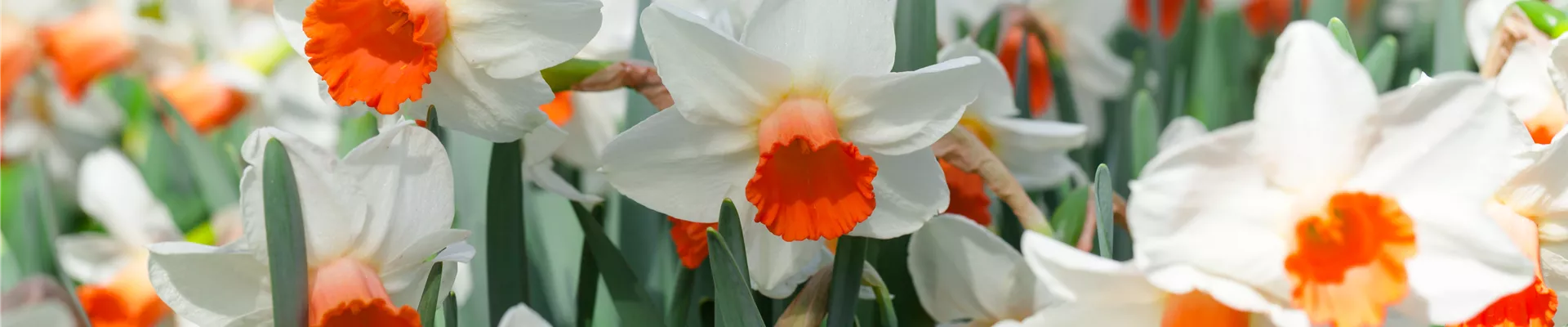Narcissus cyclamineus 'Reggae'