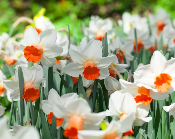 Alpenveilchen als Highlight in Haus und Garten