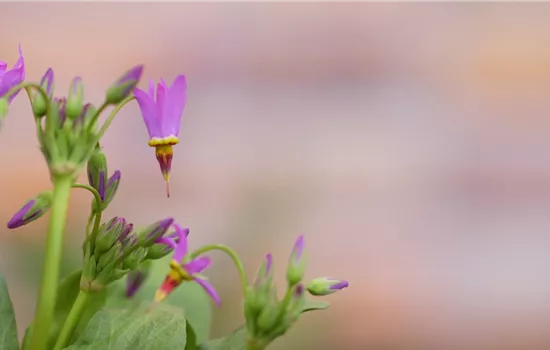 Götterblume - Einpflanzen im Garten