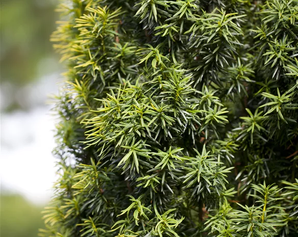 Taxus baccata