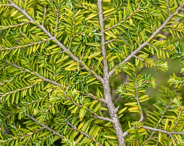 Tsuga canadensis 'Popeleski'