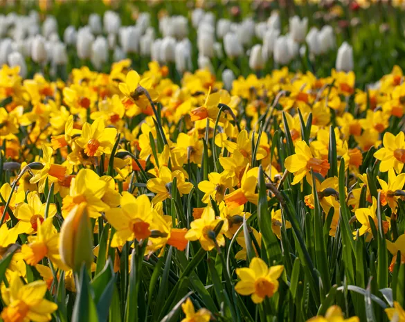 Alpenveilchen pflanzen und bunte Blüten bewundern