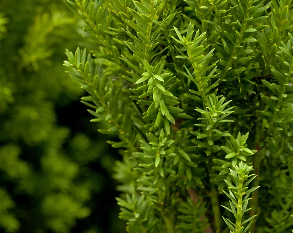 Taxus media 'Hillii'