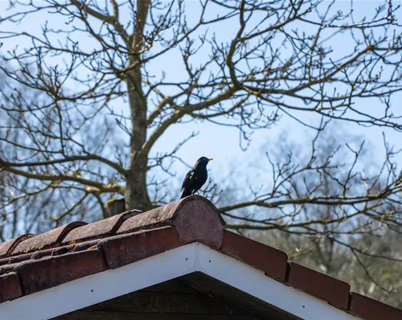 10 Tipps für einen tierfreundlichen Garten