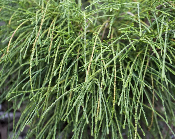 Thuja plicata 'Whipcord'