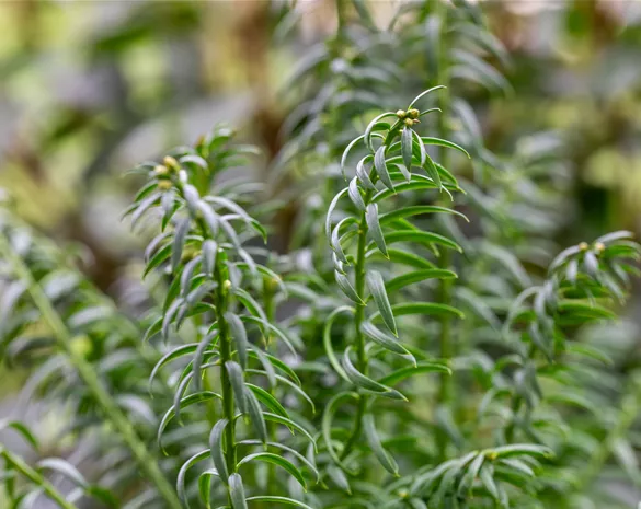 Taxus media 'Rising Star' ®