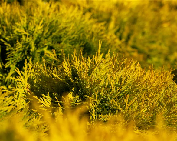 Thuja occidentalis 'Amber Glow'