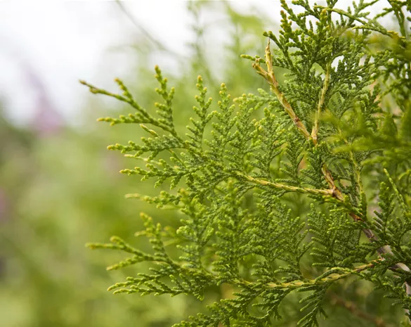 Thuja occidentalis 'Brabant'