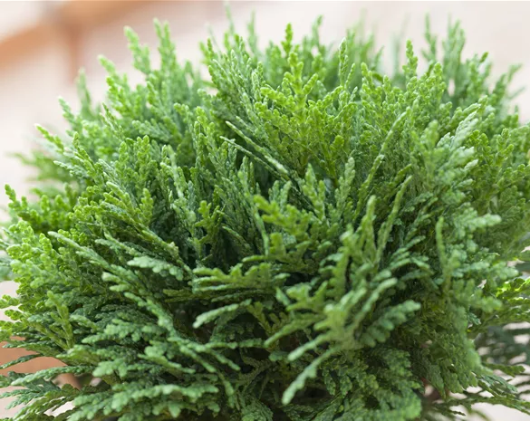 Thuja occidentalis 'Danica'