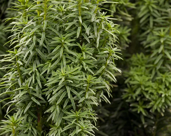 Taxus baccata 'David'