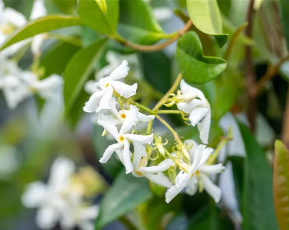 Trachelospermum jasminoides