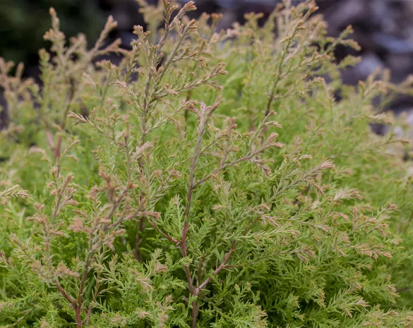 Thuja occidentalis 'Fire Chief'®