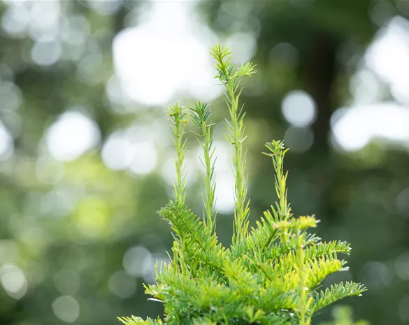 Taxus baccata 'Fastigiata'