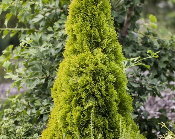 Thuja occidentalis 'Golden Smaragd'®
