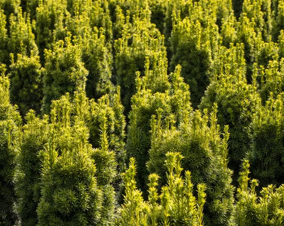 Taxus baccata 'Fastigiata Aureomarginata'