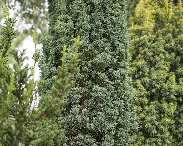 Taxus baccata 'Fastigiata Robusta'