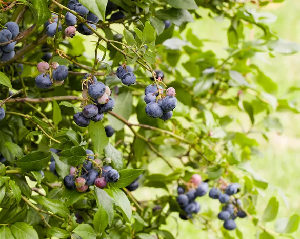 Vaccinium corymb.'Darrow Frühreifend'