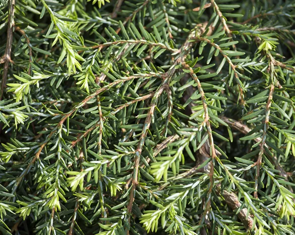 Tsuga canadensis 'Cole'