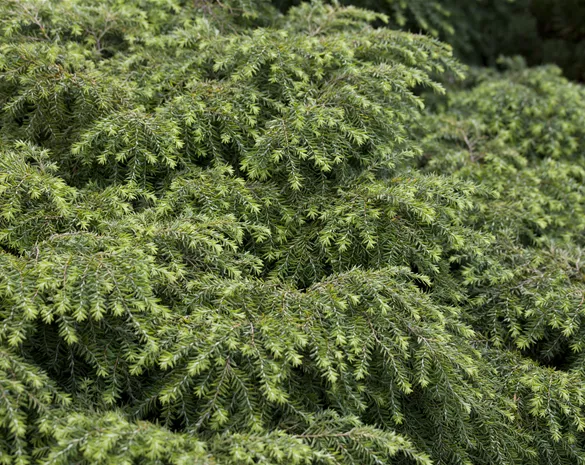 Tsuga canadensis 'Jeddeloh'