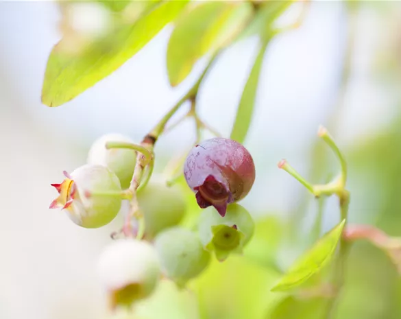 Vaccinium corymbosum 'Pink Blueberry'