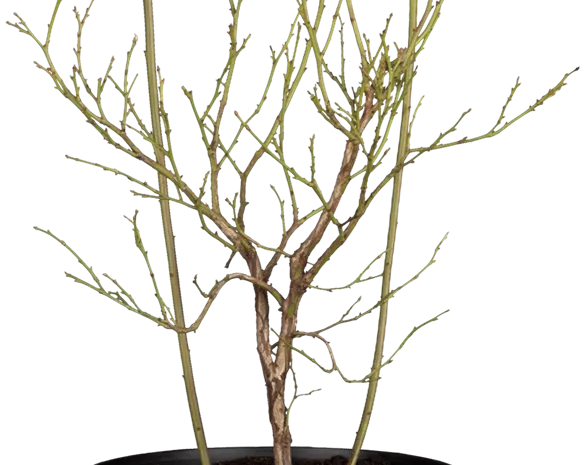 Vaccinium corymbosum 'Pink Lemonade'