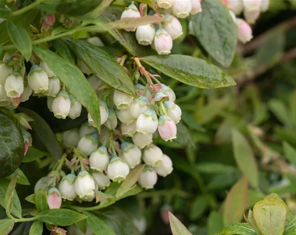 Vaccinium corymbosum 'Sunshine Blue'