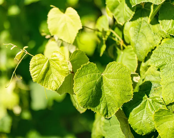 Vitis 'Erdbeertraube'