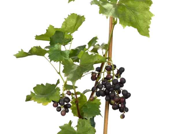 Vitis 'Muscat bleu'