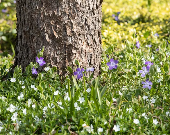 Vinca minor 'Alba'