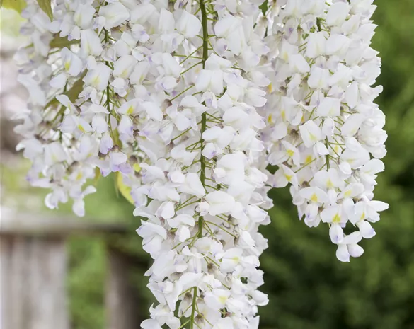 Wisteria floribunda 'Longissima Alba'