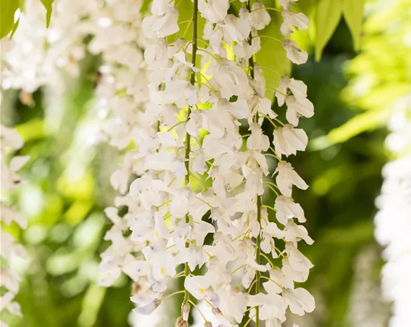 Wisteria brachybotrys 'Shiro Kapitan Fuji'