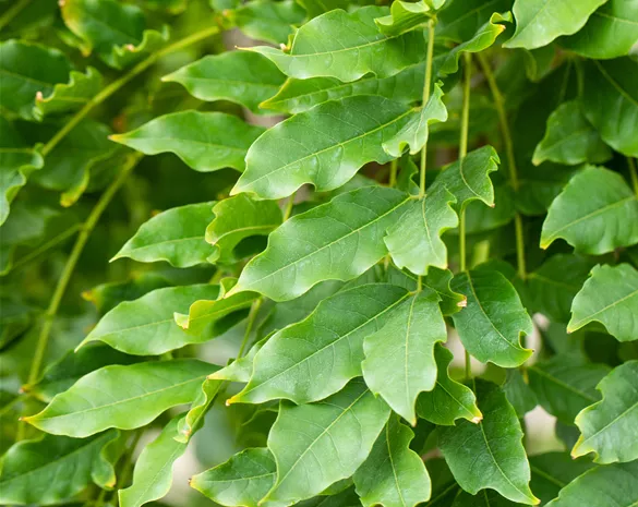 Wisteria floribunda 'Macrobotrys'