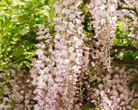 Wisteria floribunda 'Rosea'